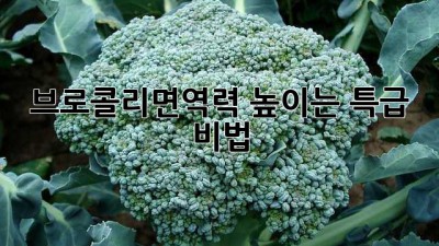 브로콜리면역력 높이는 특급 비법!